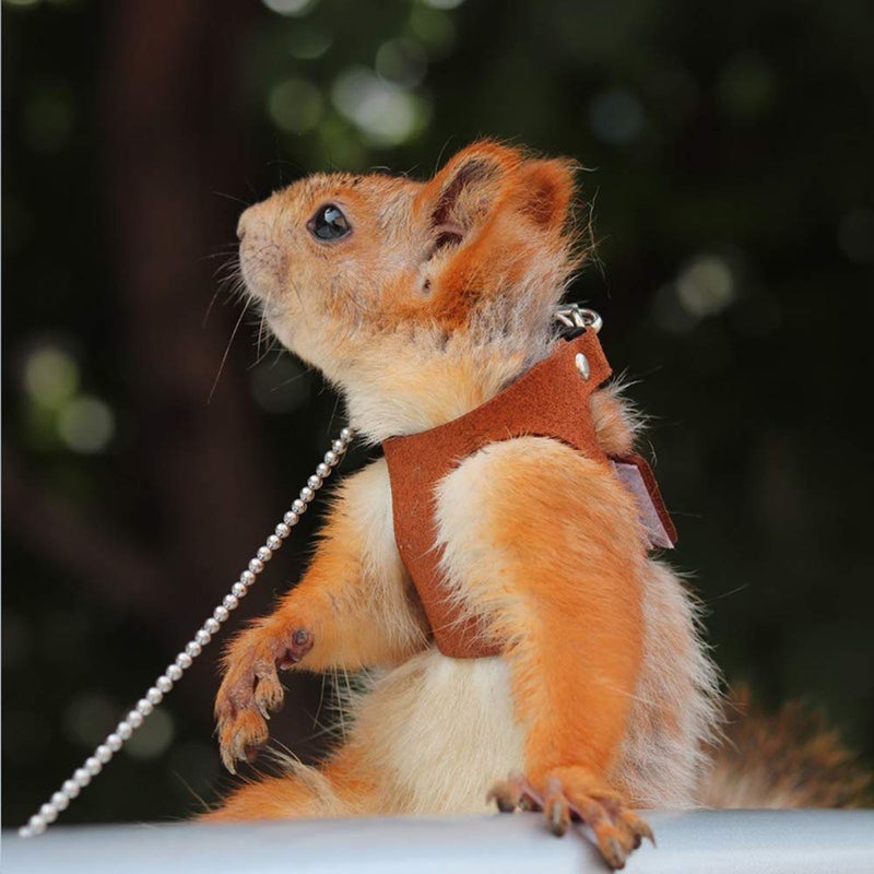 ADNIKIA Squirrel Traction Rope Strap Anti-Biting Chain Rope, Adjustable Vest, Small Animal Walking Harness with Lead Leash, Hamster Gerbil Rat Mouse Ferret Chinchilla Small Animal Walking Leash - Image 2
